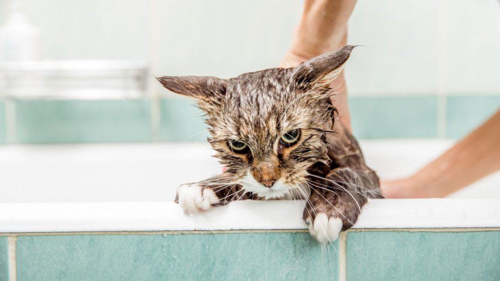 ¿Se deben bañar a los gatos? acá te lo contamos