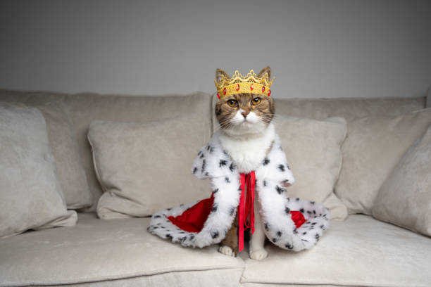 Gato disfrazado mo rey...¿seguro que es solo un disfraz?