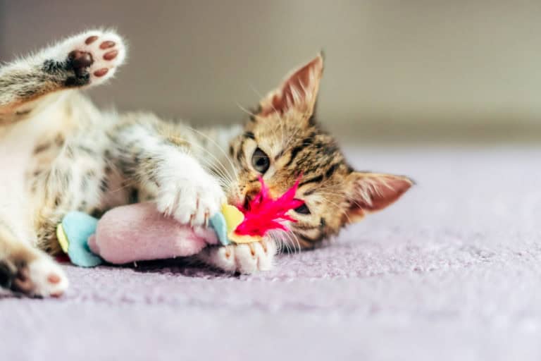 Juguetes para gatos le hacen muy bien para su estimulación mental y física