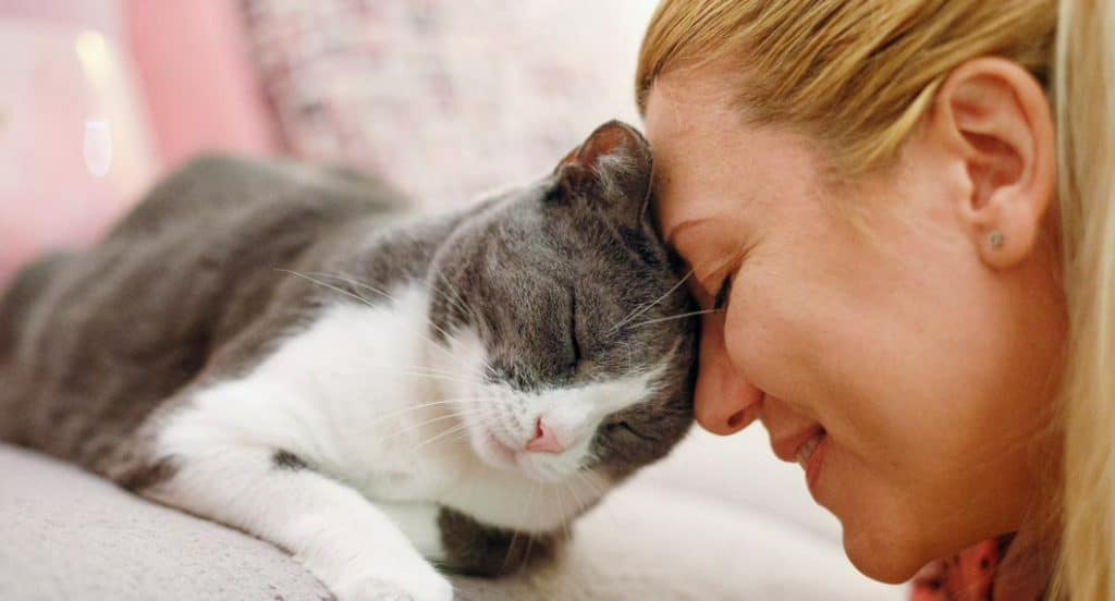 Si tu gato te quiere te dará alguna de estas señales