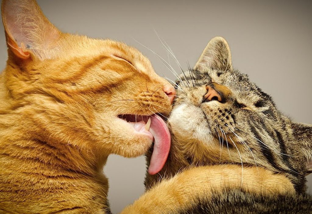 Agosto es el mes de los gatos ¿sabes por qué?