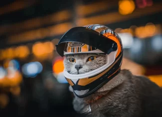 Casco y chaqueta de motocicleta para gatos