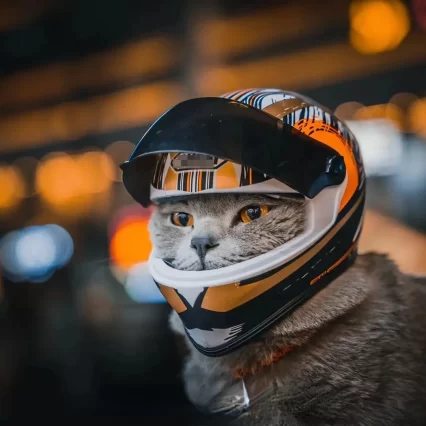 Casco y chaqueta de motocicleta para gatos